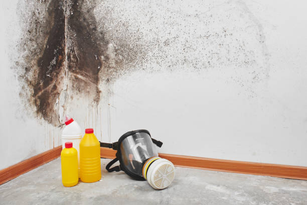Best Mold Remediation for Specific Building Types in Dahlone, GA