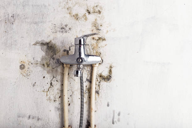 Best Insurance-Related Mold Remediation in Dahlone, GA