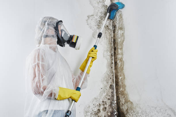 Best Residential Mold Remediation in Dahlone, GA
