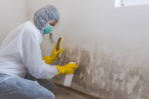 Best Kitchen Mold Remediation in Dahlone, GA