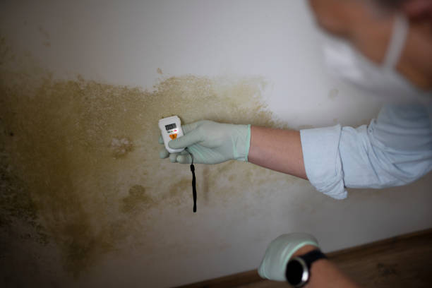 Best Black Mold Remediation in Dahlone, GA